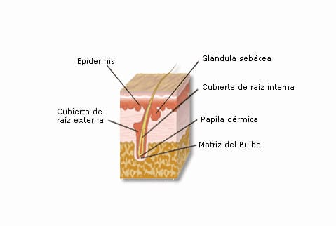 Estimulación de folículo